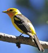 Western Tanager