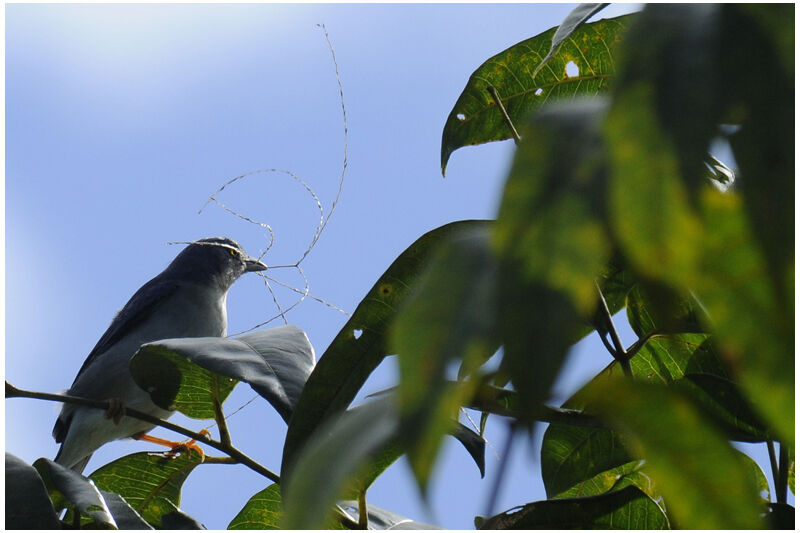 Hooded Tanager female adult