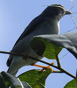 Hooded Tanager