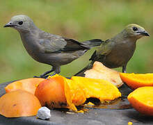 Palm Tanager