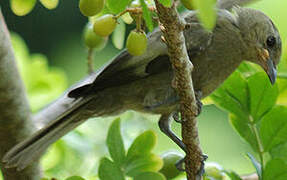 Palm Tanager