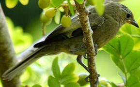 Palm Tanager