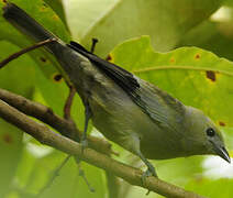 Palm Tanager