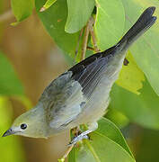 Palm Tanager