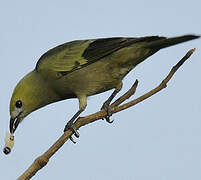 Palm Tanager