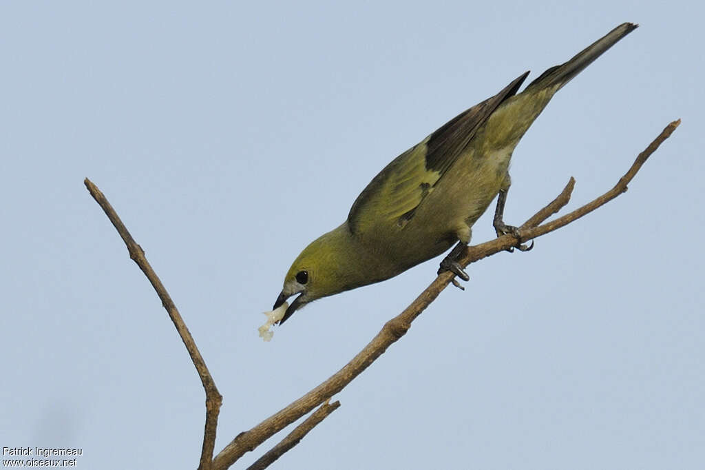 Tangara des palmiersadulte, identification