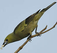 Palm Tanager