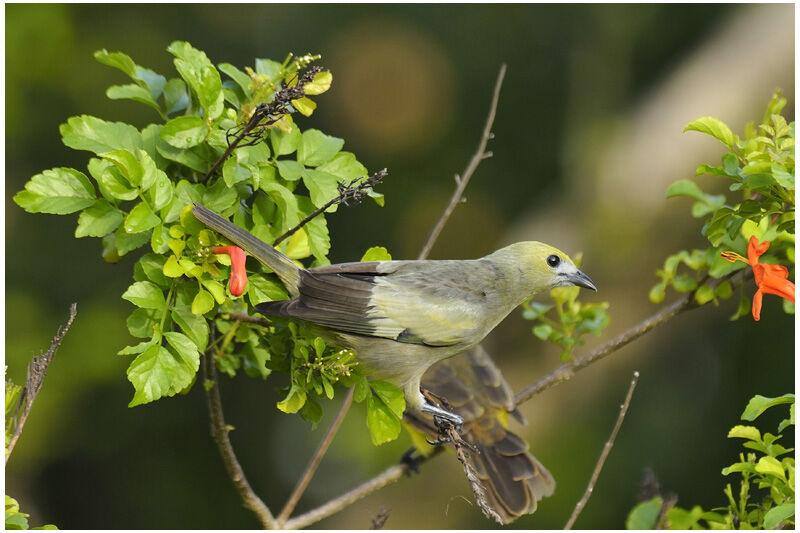 Tangara des palmiersadulte, identification