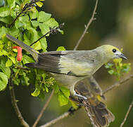 Palm Tanager