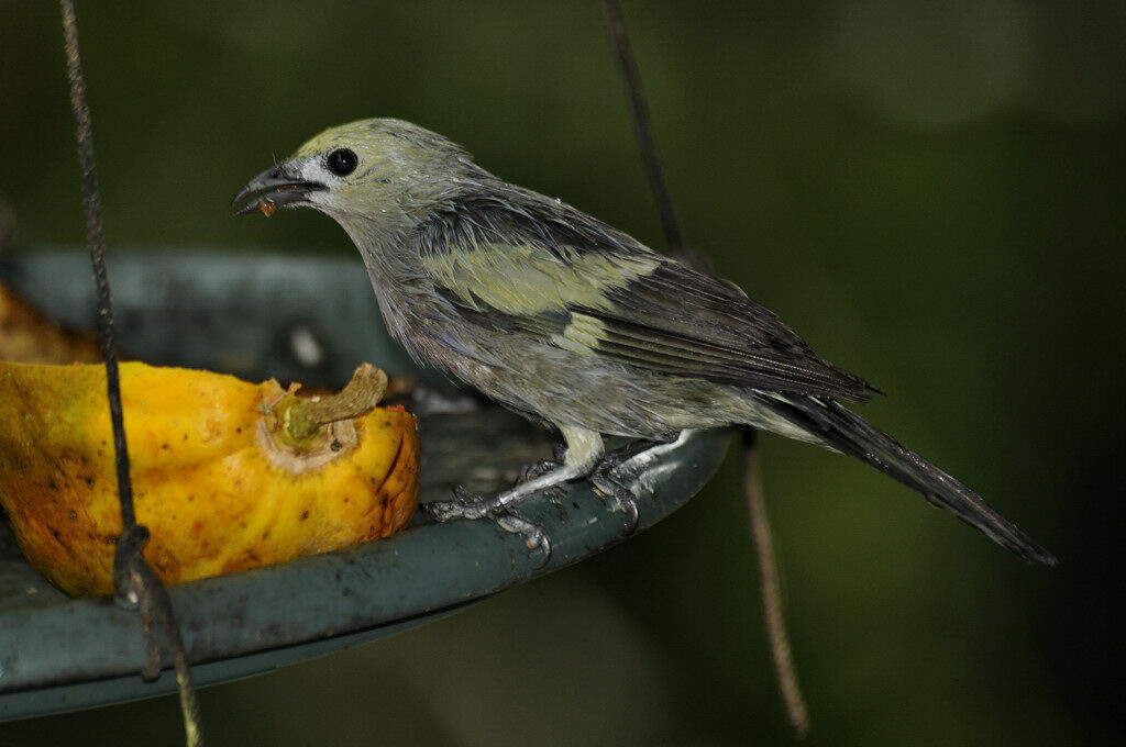 Tangara des palmiersadulte