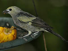 Palm Tanager