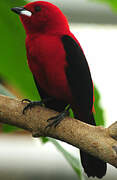 Brazilian Tanager