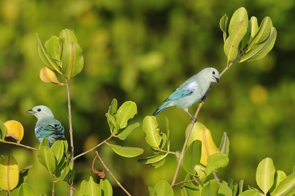 Blue-grey Tanageradult