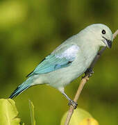 Blue-grey Tanager