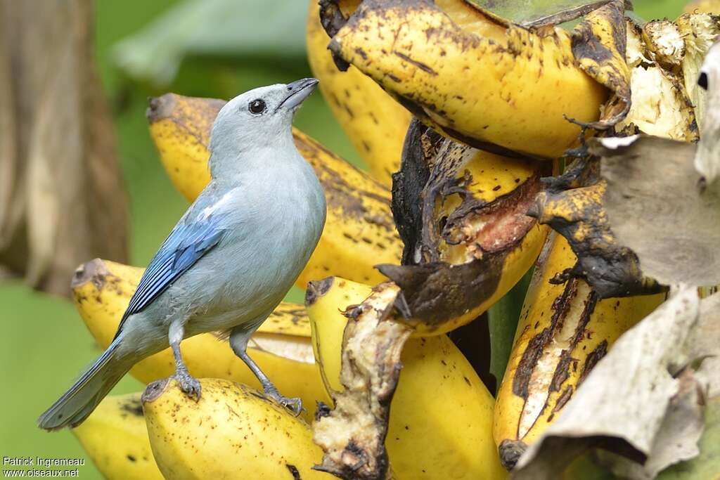 Blue-grey Tanageradult, feeding habits