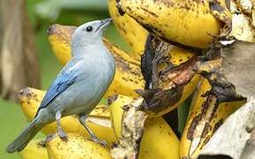 Blue-grey Tanager