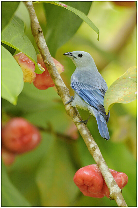 Blue-grey Tanageradult