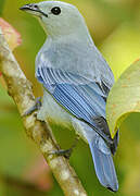 Blue-grey Tanager