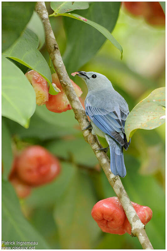 Blue-grey Tanageradult, feeding habits, eats