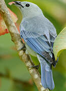 Blue-grey Tanager