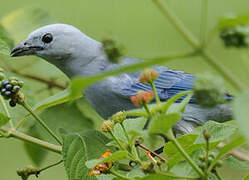 Blue-grey Tanager