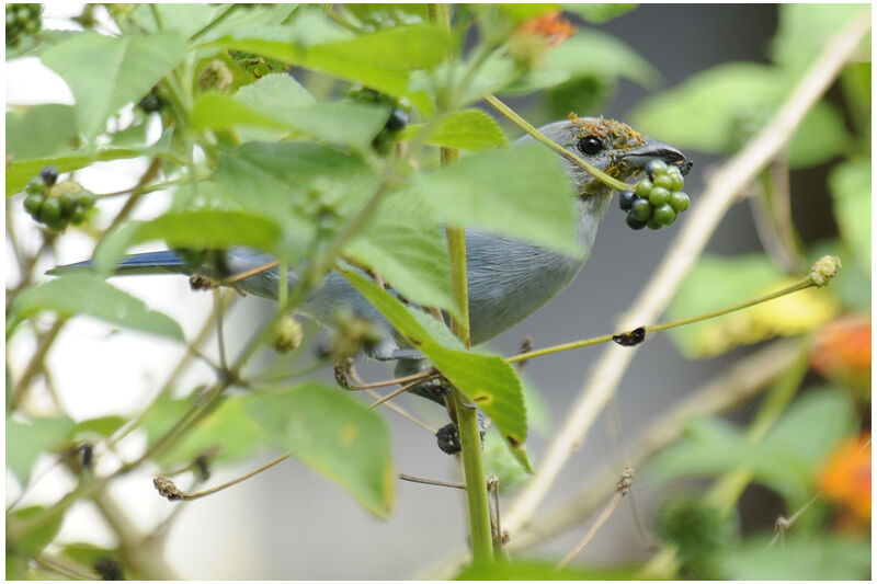 Blue-grey Tanageradult