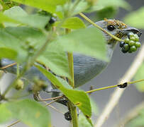 Blue-grey Tanager