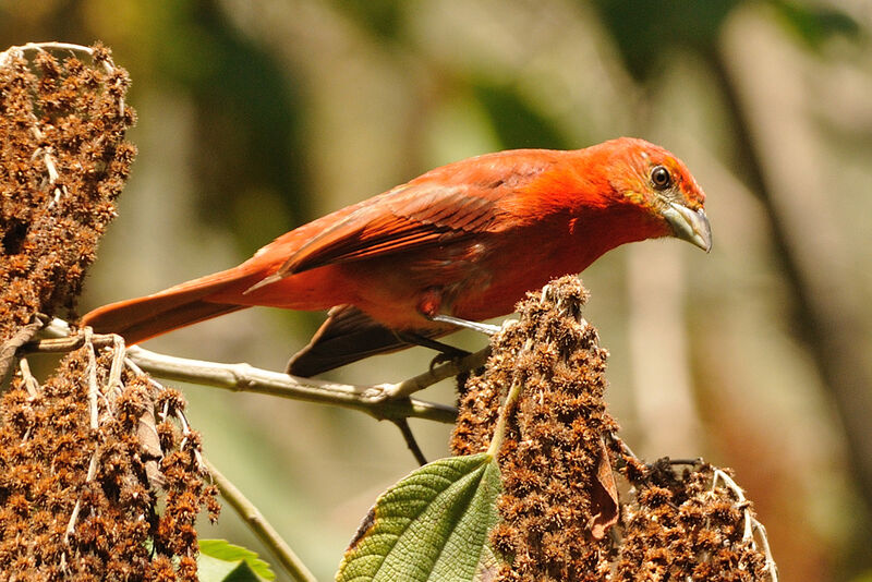 Red Tanager, identification