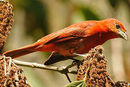 Red Tanager