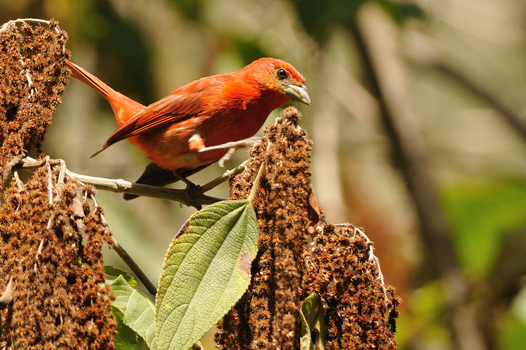 Red Tanager, identification