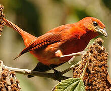 Red Tanager