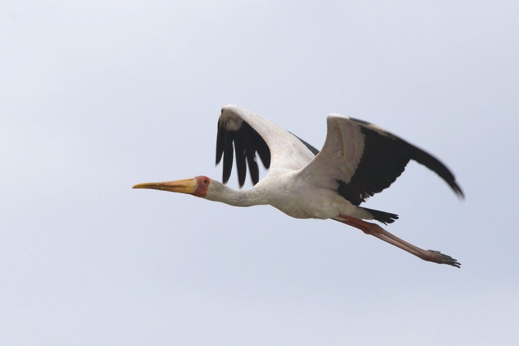 Yellow-billed Storkadult, Flight