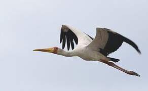 Yellow-billed Stork