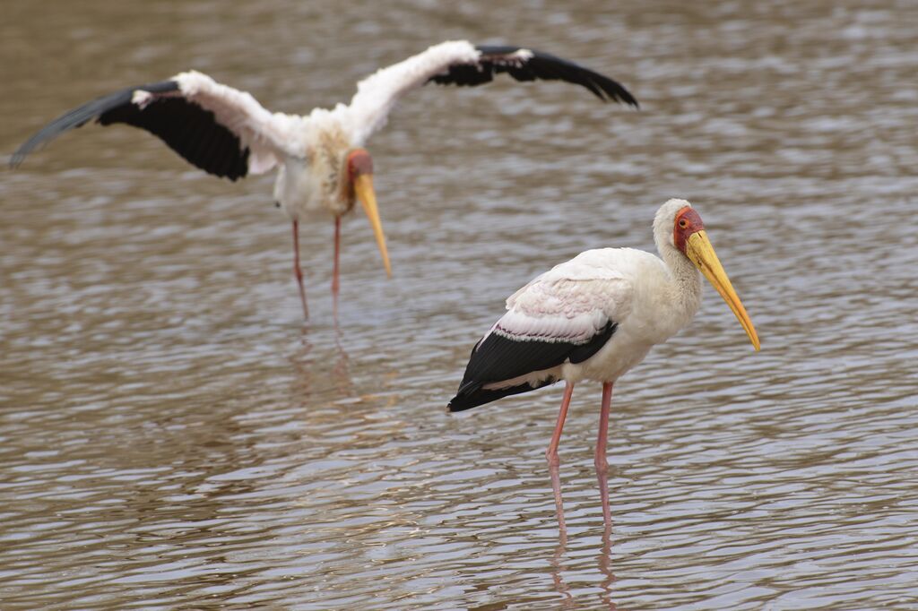 Yellow-billed Storkadult