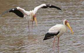 Yellow-billed Stork