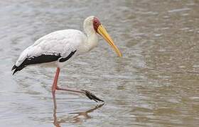 Yellow-billed Stork