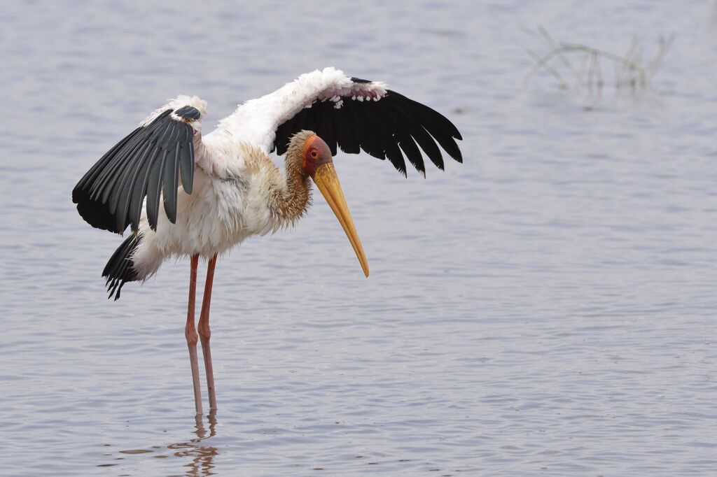 Yellow-billed Storkadult