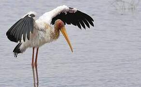 Yellow-billed Stork