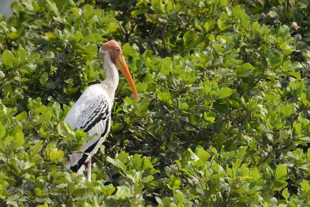 Painted Storkadult