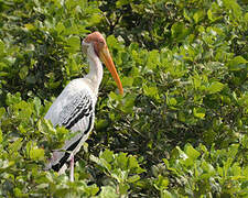 Painted Stork