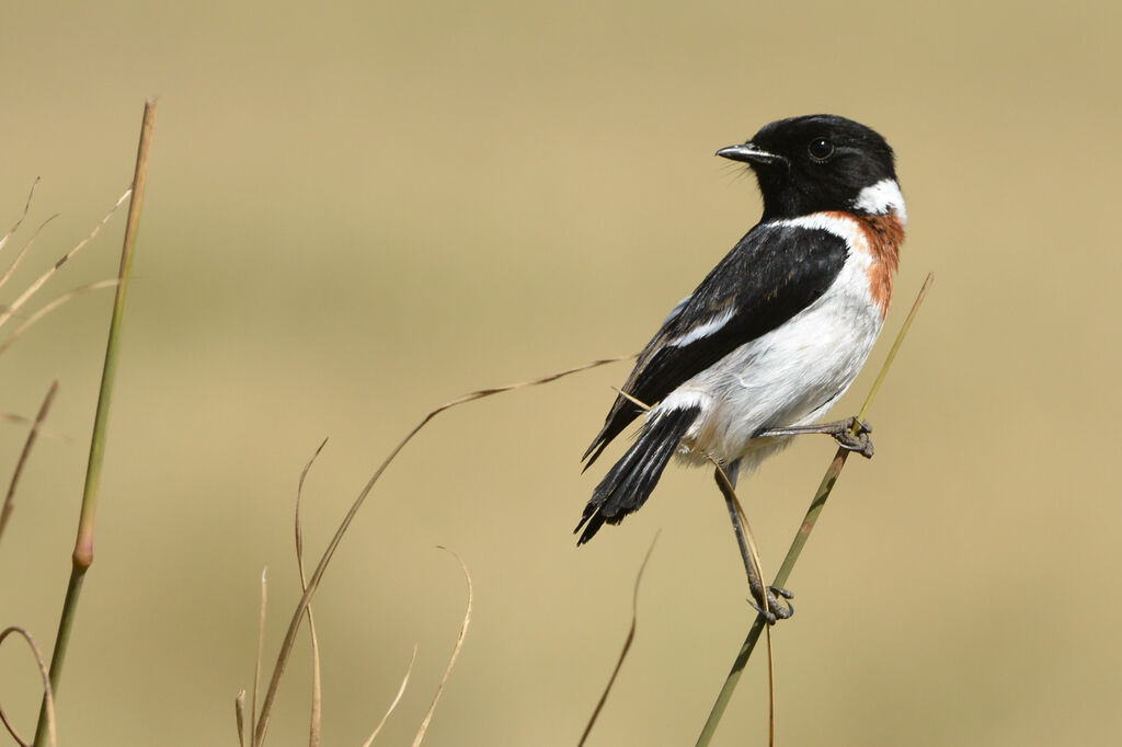 African Stonechatadult