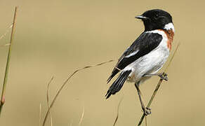 African Stonechat