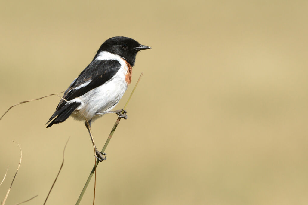 African Stonechatadult