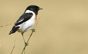 African Stonechat