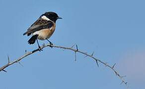 African Stonechat