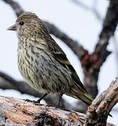 Pine Siskin