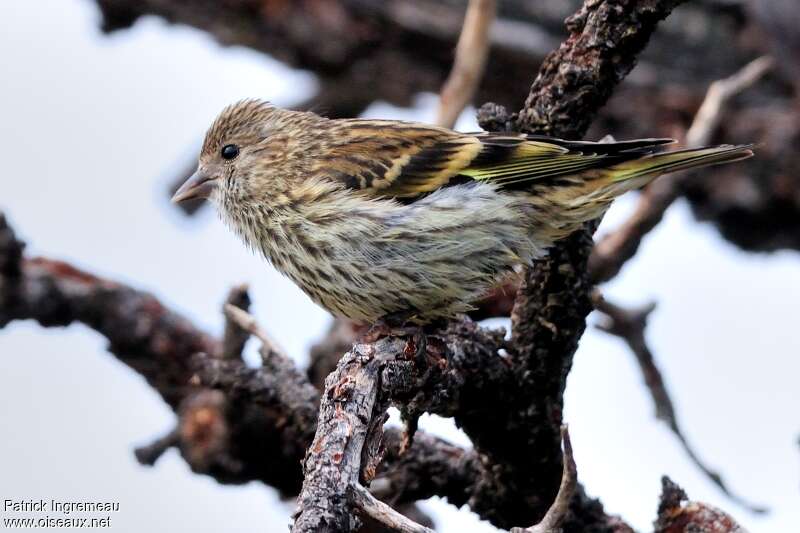 Pine Siskin male adult, identification