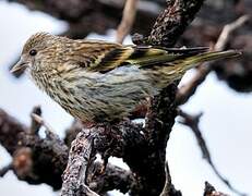 Pine Siskin