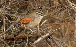 Tchagra à tête brune