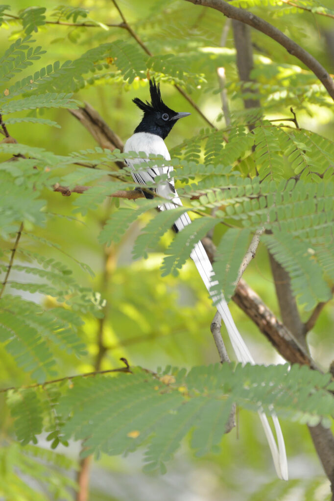 Indian Paradise Flycatcher male adult